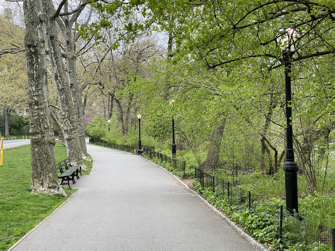 A peaceful park path lined with trees and lampposts.